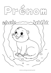 Dessin gratuit Animal Animaux de la forêt Marmotte Jour de la Marmotte Terrier