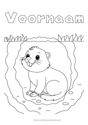 Gratis tekening Dier Bosdieren Marmot Groundhog Day (Dag van de Marmot) Holen