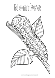 Colorear gratis Animales Zentangle Insectos Oruga