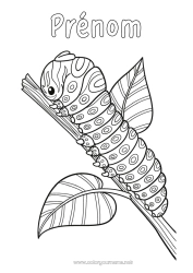 Coloriage gratuit Animal Zentangle Insectes Chenille