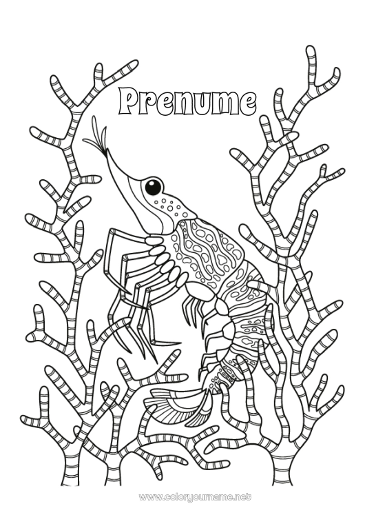 Pagină de colorat de imprimat Mare Animal Animale marine sau acvatice Crevetă