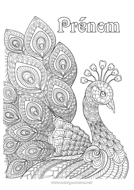 Coloriage à imprimer Animal Paon Coloriages complexes Zentangle Oiseaux et mammifères volants